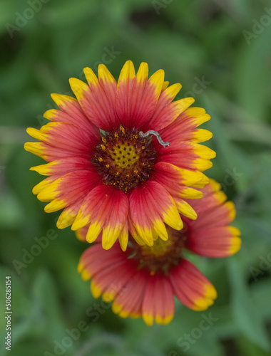 caterpillar on sunflower