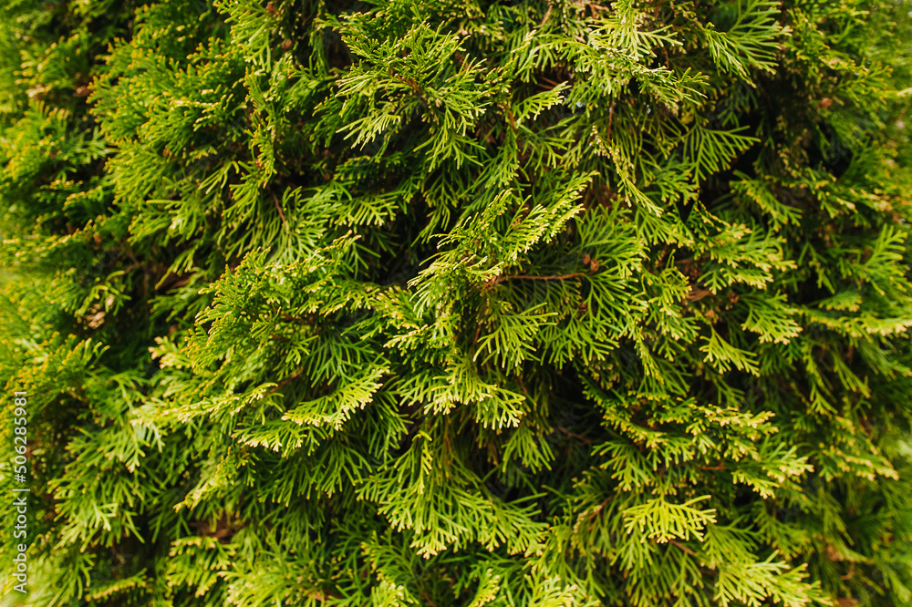 Background, texture of green, evergreen coniferous tree, thuja bush, cypress. Photo of spring nature.