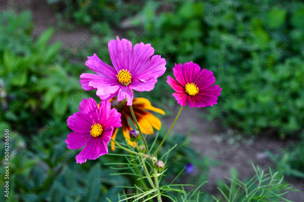 pink and yellow flowers pink and yellow flowers