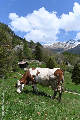 mucca montagna 