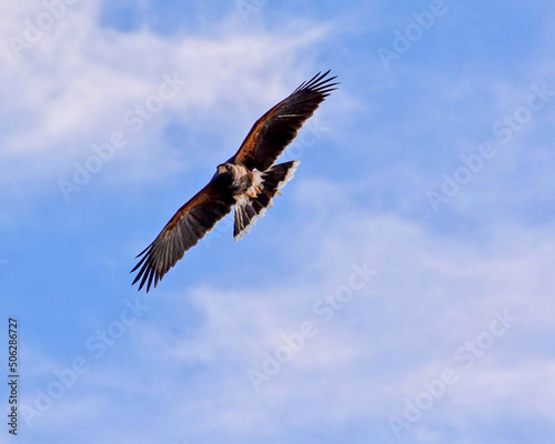 eagle in flight © Vincent