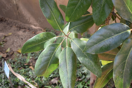 Green foliage of Schefflera actinophylla photo