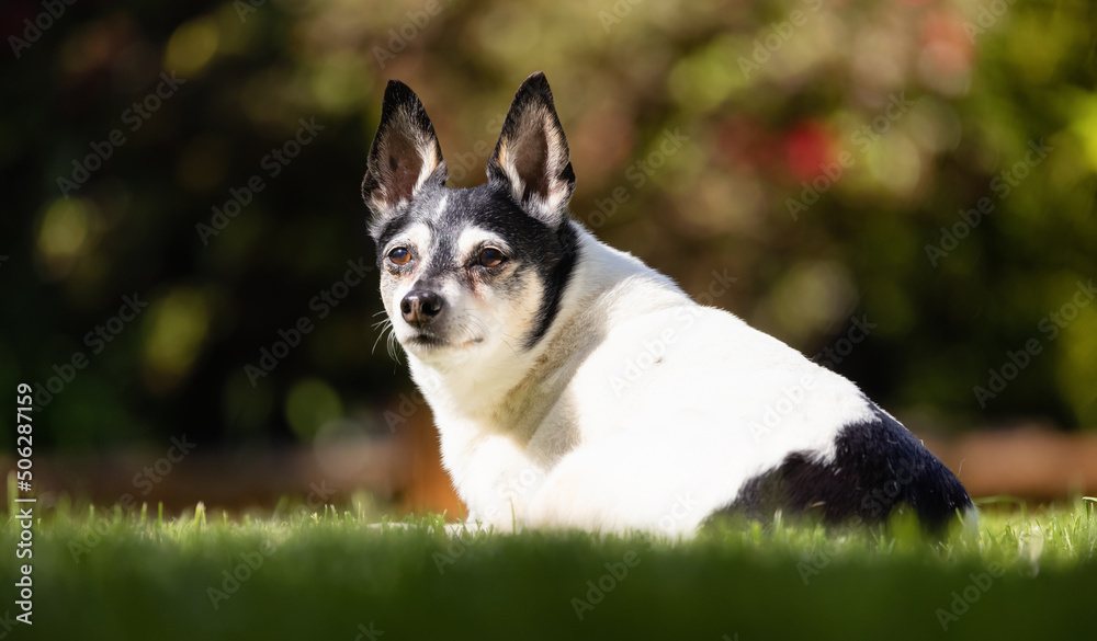 Adorable Toy Fox Terrier Dog relaxing on grass outside. Sunny day