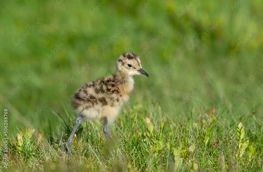 Fototapeta premium Curlew chick, scientific name: numenius arquata. Very young curlew chick in natural grouse moor habitat, facing right. Curlews are declining and are now on the Red List UK Conservation Status report. 