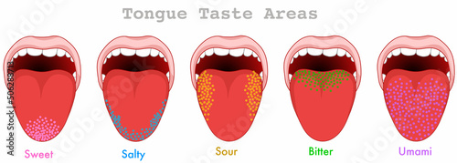 Taste areas. Human tongue map anatomy. Papillae receptors, point grainy zones diagram. Bitter, umami, sweet, sour, salty. Colorful, red, yellow, green, blue, purple fields. illustration draw vector photo