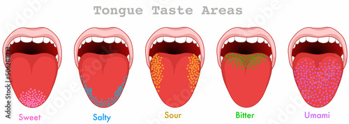 Taste areas. Human tongue map anatomy. Papillae receptors, point grainy zones diagram. Bitter, umami, sweet, sour, salty. Colorful, red, yellow, green, blue, purple fields. illustration draw vector