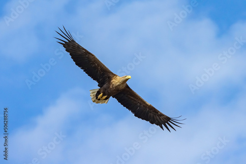White-tailed Eagle  haliaeetus albicilla  flying in the blue sky in the delta of Volga River