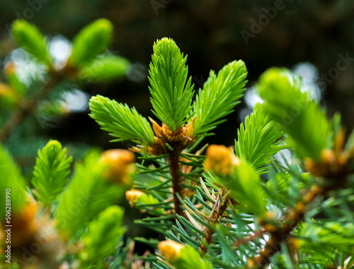 shoots of young blue spruce needles macro on a natural background