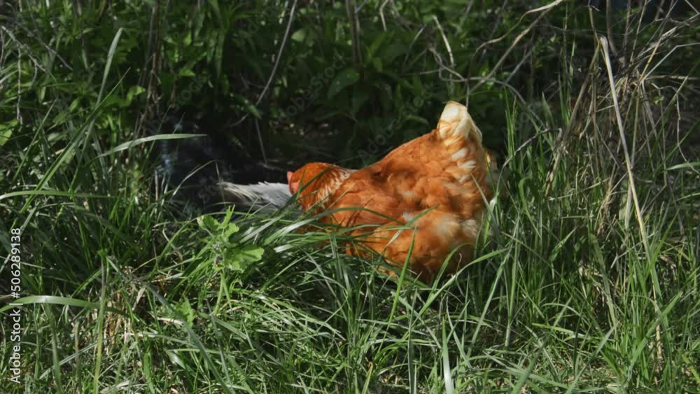 A flock of chickens in the grass in the woods A flock of chickens in the grass in the woods