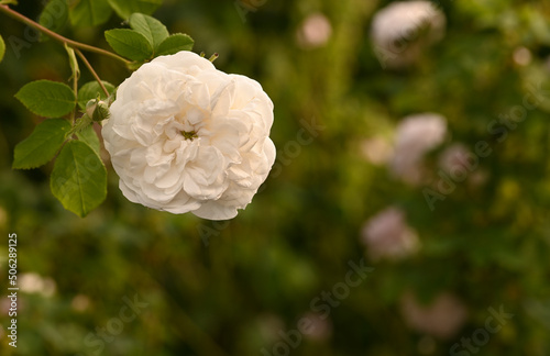 Fototapeta Naklejka Na Ścianę i Meble -  Beautiful close-up of rosa 'Madame Plantier', Sint-Pieters-Leeuw, Belgium