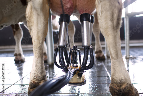 Fotografia cow udder closeup with milking machine, cow farm
