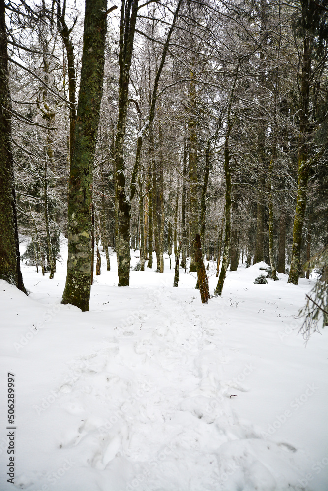 Mountain Mountains hills Alps Snow Winter path Trees landscape Mountain Mountains hills Alps Snow Winter path Trees landscape