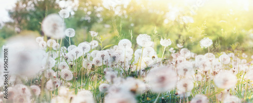 Fotografia Meadow of dandelions with selective focus in the rays of the spring sun, close-u