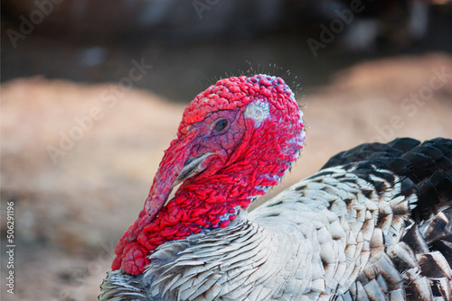 Domestic turkey or gobbler close-up on a courtyard background. Shot of a turkey or gobbler on a farm