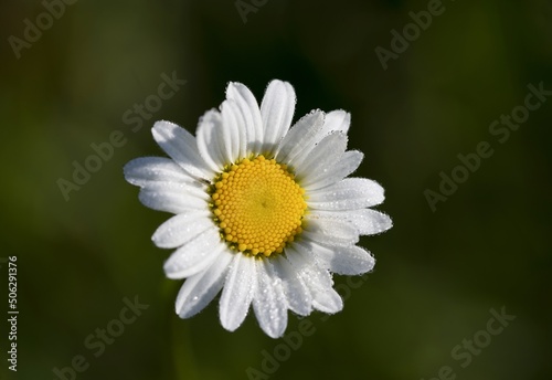 Daisy with morning dew in the meadow.