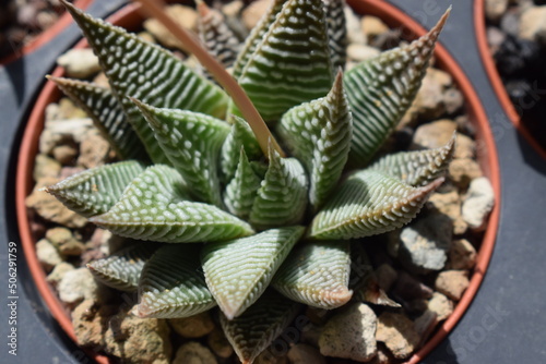 Small Haworthia limifolia succulent plant in a pot photo