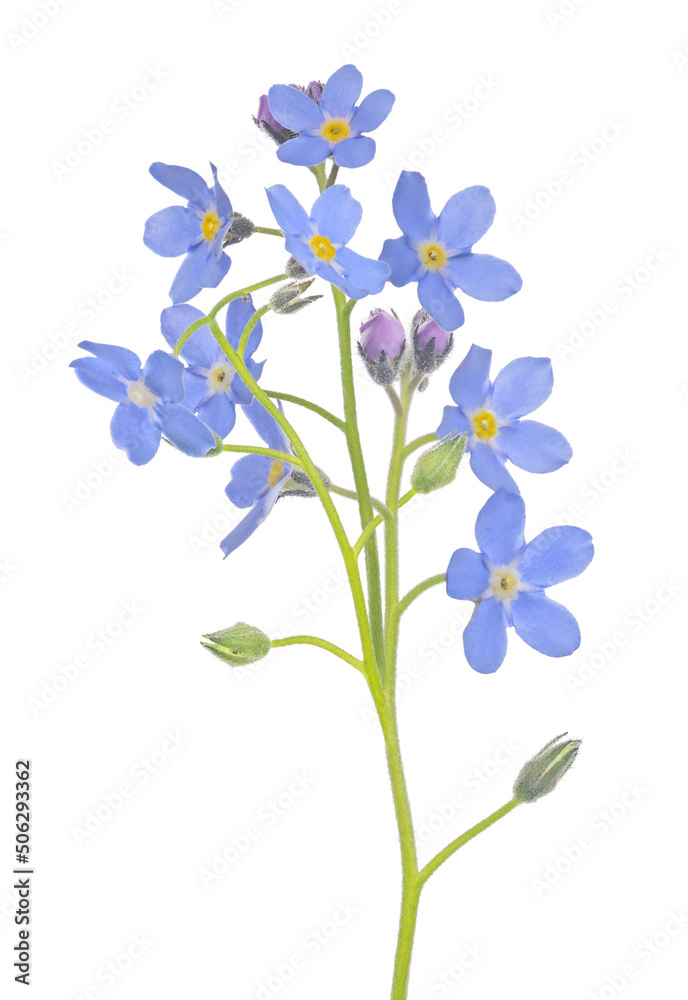 lush light blue forget-me-not flower branch