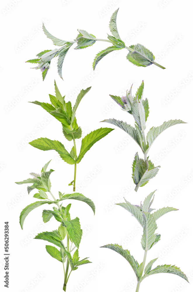 green fresh peppermint five branches green fresh peppermint five branches