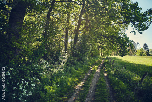 sunny path through green nature in northern Germany. High quality photo