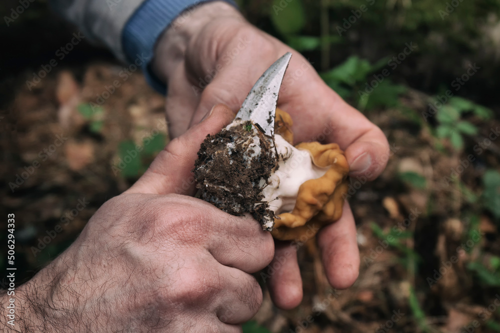 A closeup shot of a gyromitra gigas mushroom and a knife in male hands by spring day. A mushroom picker is cutting a dirty stem A closeup shot of a gyromitra gigas mushroom and a knife in male hands by spring day. A mushroom picker is cutting a dirty stem