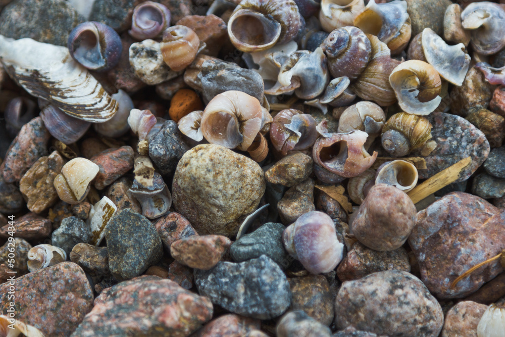 shells background shells background