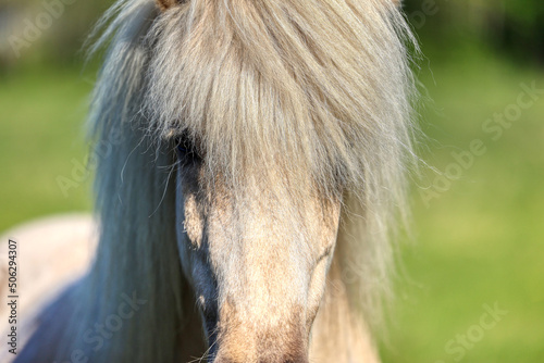 portrait of a horse