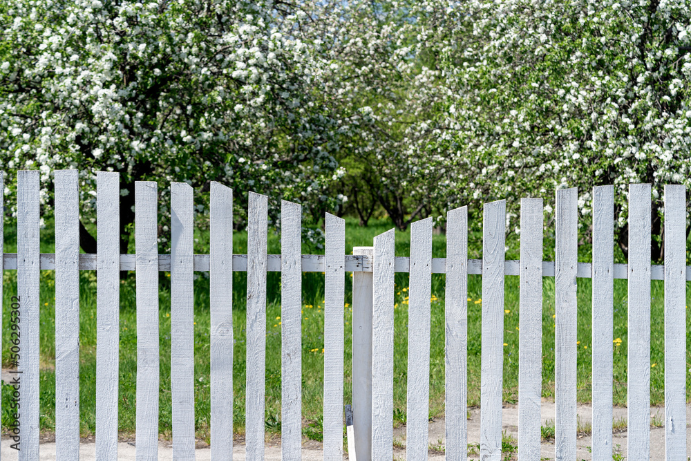 apple orchard apple orchard