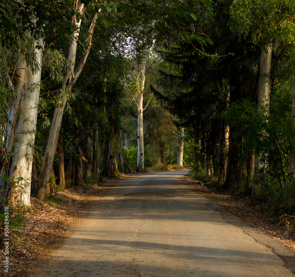 A road with long nets on the side. Wooded tunnel road. A road with long nets on the side. Wooded tunnel road.
