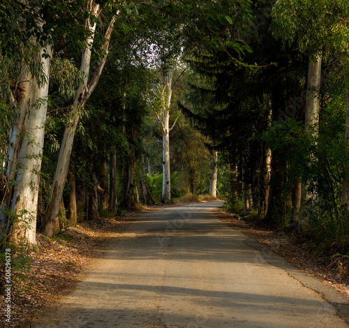 A road with long nets on the side. Wooded tunnel road.