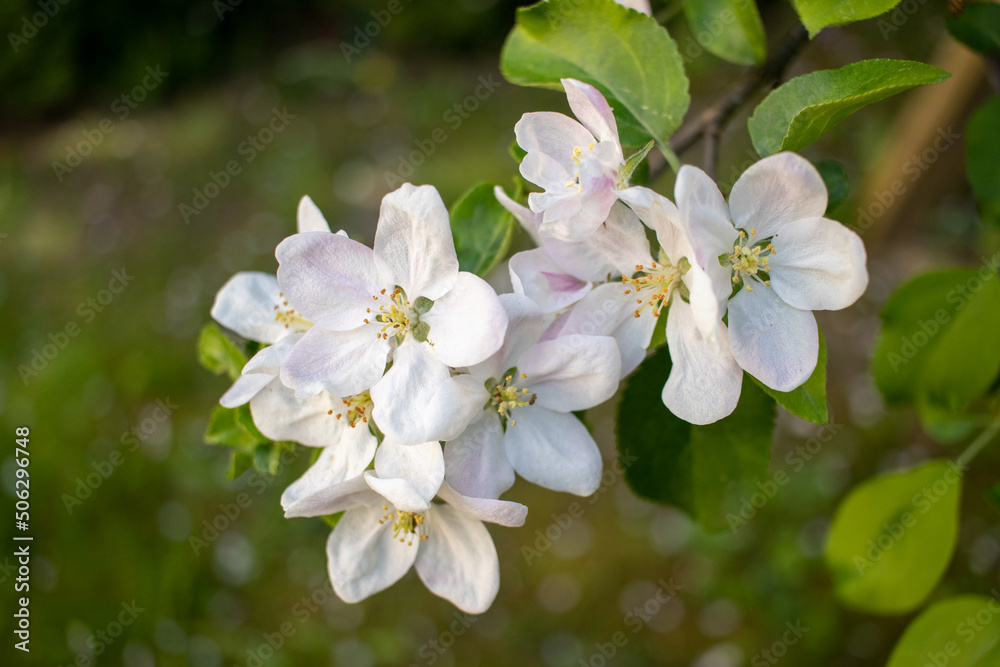 Close up of blooming apple tree