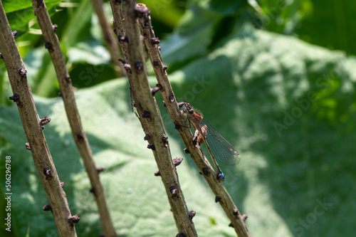 Ischnura elegans - Blue-tailed damselfly - Ischnure élégante photo