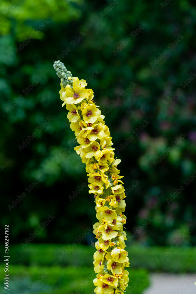 flower in the garden