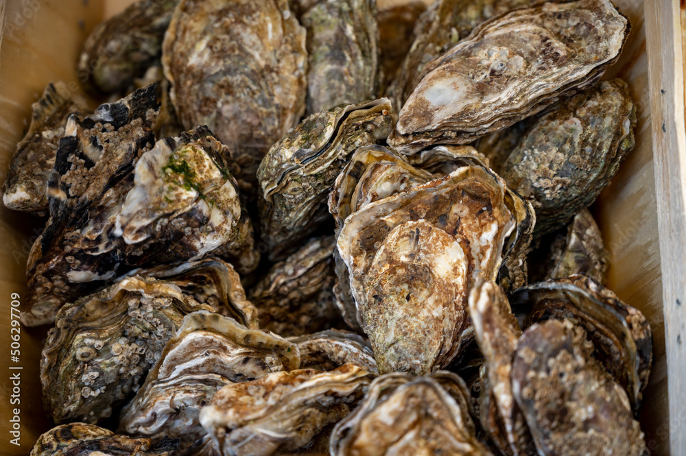 Fresh raw oysters seashells for sale on fish market ready to eat