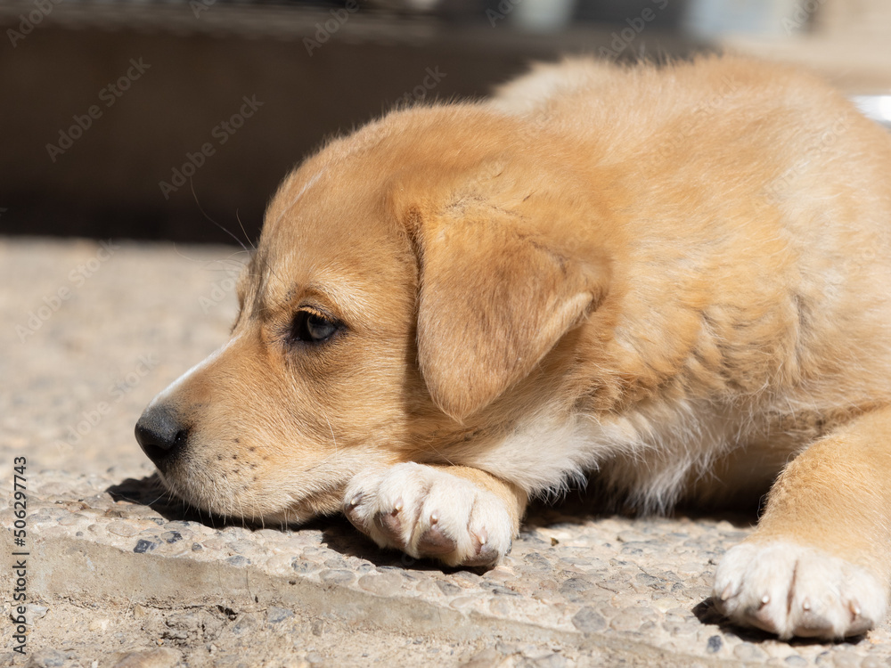 Sleepy little puppy dog dozing off in the sun in a shelter.. Sleepy little puppy dog dozing off in the sun in a shelter..