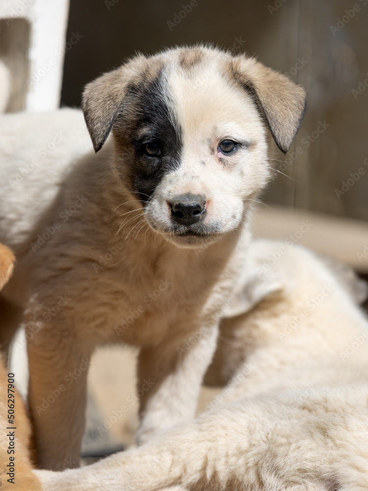 Cute young puppy dog with a black and white face in a shelter. Cute young puppy dog with a black and white face in a shelter.