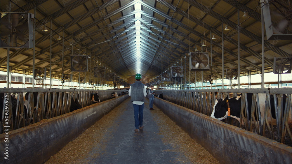 Animal farmer walking aisle cowshed rear view. Workers inspect cattle feedlots. Animal farmer walking aisle cowshed rear view. Workers inspect cattle feedlots.