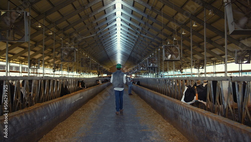Fototapeta Naklejka Na Ścianę i Meble -  Animal farmer walking aisle cowshed rear view. Workers inspect cattle feedlots.