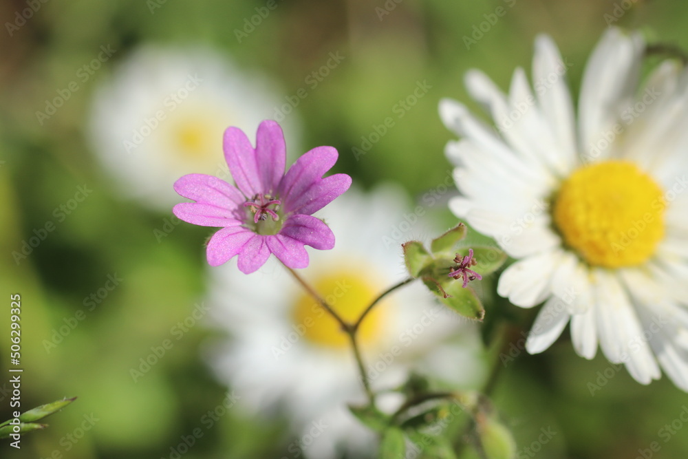 Daisy flowers and grass spring close up photo Daisy flowers and grass spring close up photo