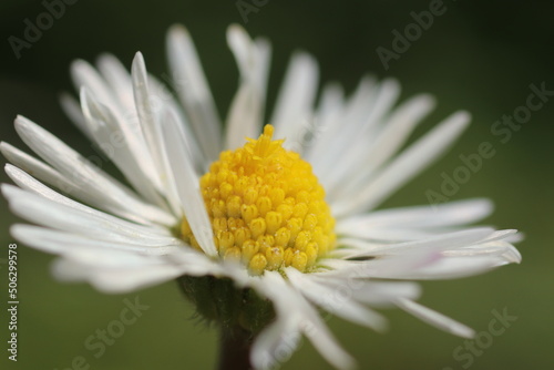 Daisy flowers and grass spring close up photo