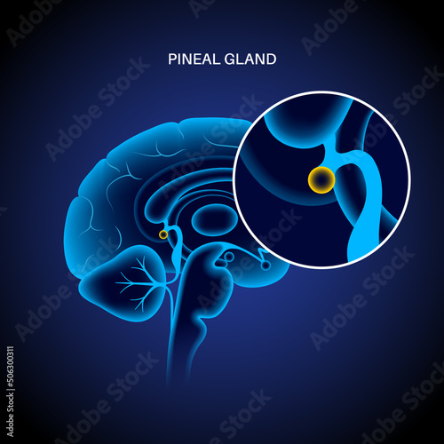 Pineal gland anatomy photo