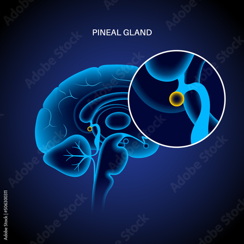 Pineal gland anatomy