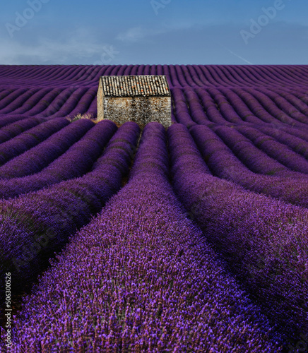 lavender field with cloudy sky