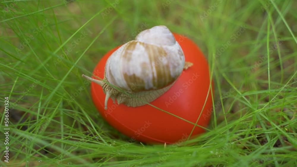 The snail crawls over the heart. The heart lies in the grass. Concept of ecology and positive The snail crawls over the heart. The heart lies in the grass. Concept of ecology and positive