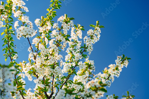 the branch of flowering cherry tree against a blue sky. 