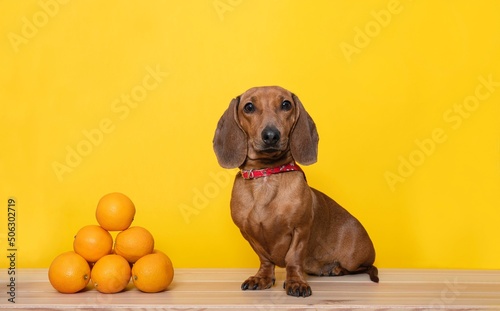 A hunting dog of the Dachshund breed carefully looks directly into the camera while sitting next to a large pyramid of ripe oranges. 