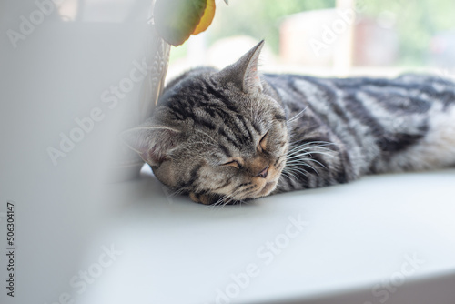 Beautiful fluffy striped shorthair British cat lying on windowsill and has relax. The animal sleeps comfortably behind curtain on window.