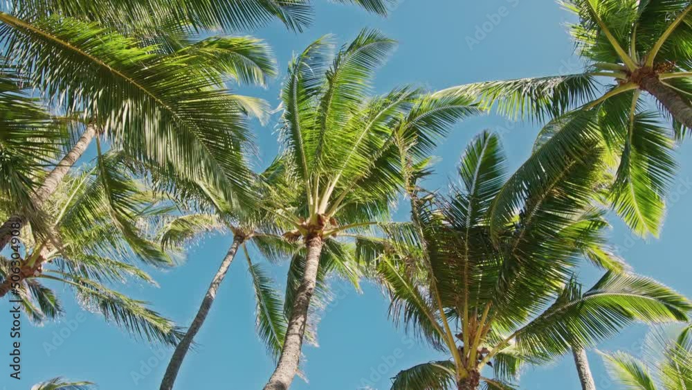 Dream trip to green island. Untouched nature on sunny summer day. Outdoor adventure travel to beautiful Hawaii beach. Cinematic wild jungles 4K slow motion green palms on wind at blue clear sky Dream trip to green island. Untouched nature on sunny summer day. Outdoor adventure travel to beautiful Hawaii beach. Cinematic wild jungles 4K slow motion green palms on wind at blue clear sky
