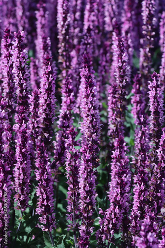 Hain-Salbei oder Steppen-Salbei (Salvia nemorosa)