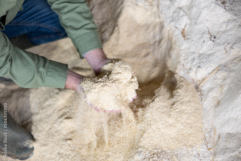 Naklejka premium Closeup of handful of maize meal in hands of male farm worker. Concept of energy rich natural animal feed..