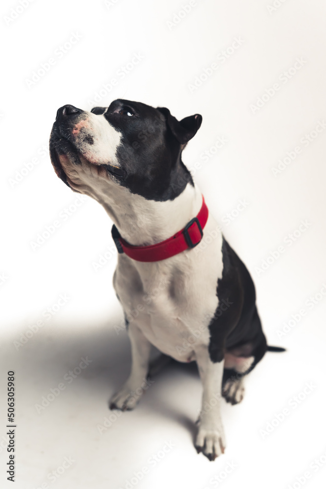 Vertical studio shot with white background of a pure breed cute dog with red collar. High quality photo